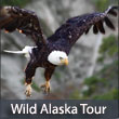 Wild Alaska Tour